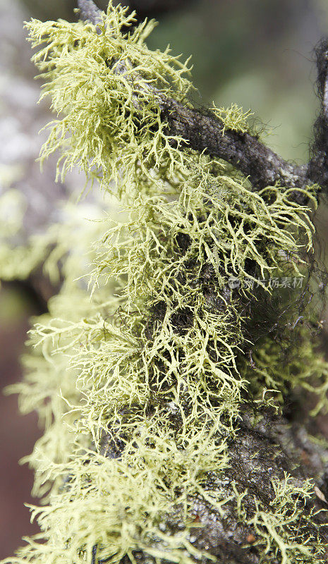 树苔(Usnea sp.)